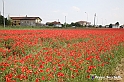 VBS_2660 - Fioritura Narcisi Castelnuovo Nigra 2022 e campi di papaveri rossi